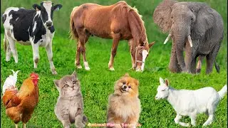 Farm Animals: Dog, Pig, Cat, Goat, Rabbit, Elephant, Cow, Chicken – Animal Videos