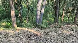 Tigeress!! Kanha national park !! Khatiya gate !!# Vlog # minivlog # vactionvlog 