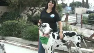 BREWSTER, the world's tallest puppy