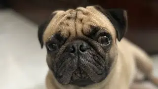 The Secret Life of Pug: How I Provoked Him to Barking 😂🤣 | Cheeku&rsquo;s Drama Unleashed!😆#funny #pug 