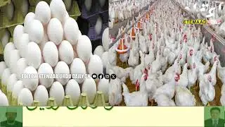 Huge Hike In Chicken & Egg Prices In Telangana