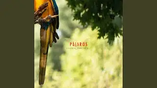 Zamuros