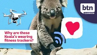 Koala's Wearing Fitness Trackers - Behind the News