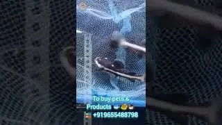 American red tail catfish 😻 🐠 | VENBA PETS & AQUARIUM | TAMIL #shorts