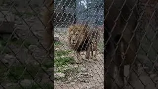 BIG Lion at Austin Zoo