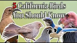 Iconic Birds You Should Know (Songs included!)