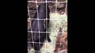 Orphan Piglets Pahoa