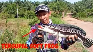 casting toman pakai soft frog, umpan paling jitu di rerumputan