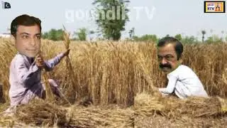 Hamza Shahbaz wheat harvesting/Vs Chacha Rana Sanaullah/Village Life culture Funny Video 2024/