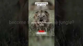 The Lion Mentality -La mentalidad del le&oacute;n #LionMentality #Motivation #Mindset #Discipline