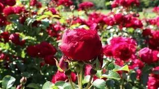 Rose Garden
