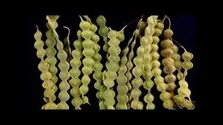 uses of babul tree for sperm count    Benefits of Babul Tree   mana plants telugu