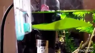 Dragon Scale Betta