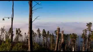 Telesonic - Vibrosound
