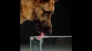 dog drinking water slow motion