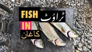 TROUT FISH IN KAGHAN | NARAN | LIVE FISH
