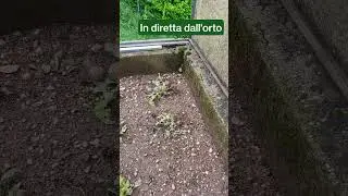 9 lumache, una notte&hellip; insalata distrutta! 🐌🥬