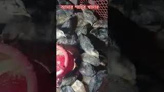 শখের খামার #automaticicubator #chickenfarm