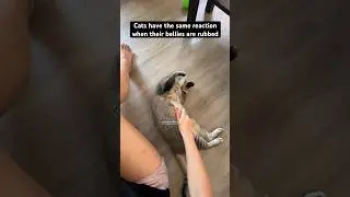 Cats both have same reaction to belly rub #funnyanimals #catvideos #catsrule