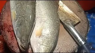River Big fish cutting live with expert cutting and cleaning skills using traditional methods