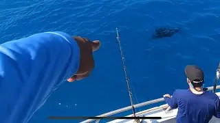 FISH ALMOST JUMPS IN BOAT!! (Miami Reward fishing fleet) cobia, sailfish,amberjack,king fish, etc.