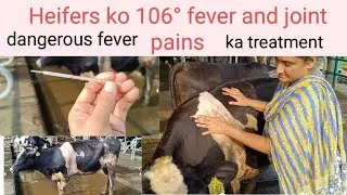 Aisa fever Jo Pashu ko Maut Ke Munh mein le jata hai