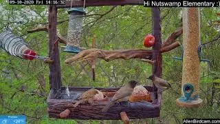Dark-capped bulbul