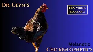 14. Chicken Genetics - Melanotic Gene
