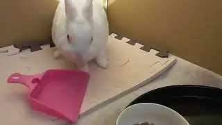 ミニちり取りにむかついてぶん回すウサオ君