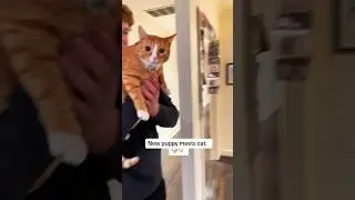 Love and peace 🥰#cat #catsoftiktok #catanddog #funnyvideo #pet #petsoftiktok #fypage #viralvideo