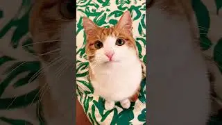 #cat#kitten#cute#memes#humor#jokes#comedy#parody#кот#кошка#пародия#юмор#приколы#рекомендации