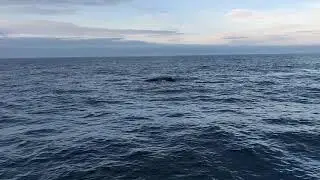 Cape Cod Whale Watching - Part 8