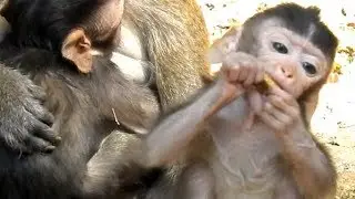 Poor Gavin Baby So HUNGRY | Mother No Give Mike | Dax Soft Warming & Feeding Milk | Monkey Crying