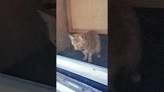 Poppie Spies A Squirrel