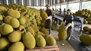 Inside a Massive Jackfruit Factory: Cutting the World's Largest Fruit! (Full Process)