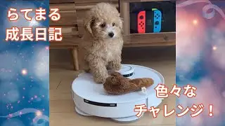 【可愛すぎ注意】生後3ヶ月のトイプードル子犬が初めてのチャレンジに奮闘！らてまるの成長日記