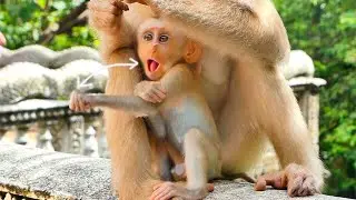 WOW...Baby monkey MARCO make his action so cute like cartoon.