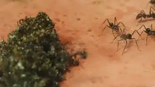 Iridomyrmex purpureus - MEAT ANT : CARE GUIDE