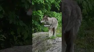 How Many Spirit Animals Are There ?