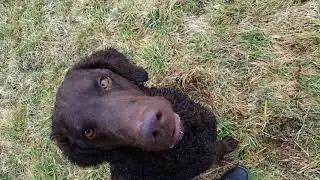 Dummytraining Curly Coated Retriever Leo