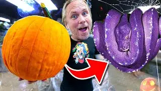 FED ALL MY ANIMALS PUMPKINS FOR HALLOWEEN!! | BRIAN BARCZYK