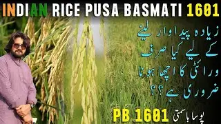 Dhan ki Zeada Pedawar Lene k liye Kya Sirf Variety ka Acha hona Zaruri hai/ Pusa Basmati 1601