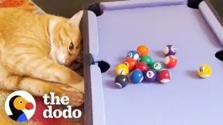 Mischievous Cats Steal Their Moms&rsquo; New Toy | The Dodo