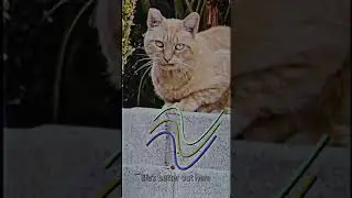 #Friends In the Neighborhood: Starring Stu the Community #Cat