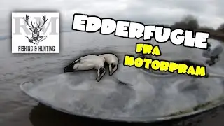 Edderfugle - fra motorpram | Hunting eiders in Denmark