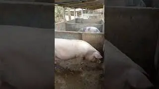 farming house design - Pig 🐖 #shorts