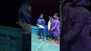 Tuna fish catching in deep sea | Night time fishing in deep sea