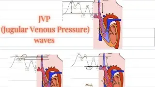 JVP-Jugular venous pressure waves 🌊 EXPLANATION !!!!