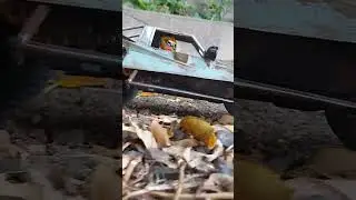 Tamiya Grasshopper 1/10 RC CAR 2wd