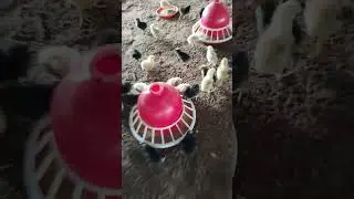 good morning chicks having breakfast #shorts #trending #birds